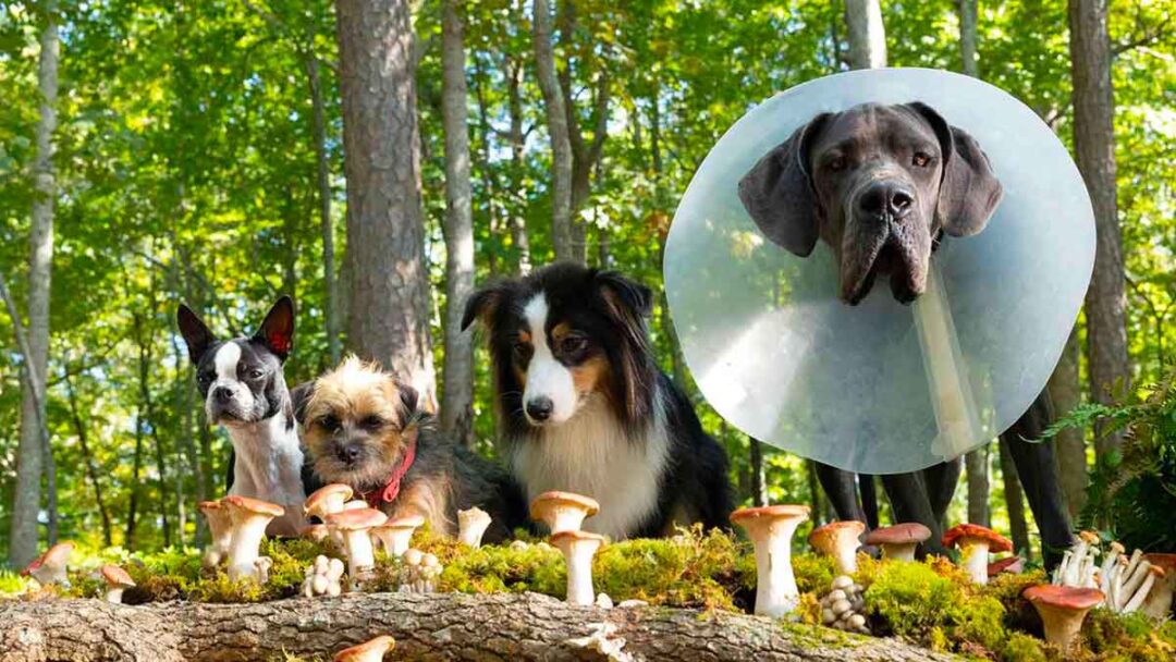 gambar anjing-anjing fi film strays