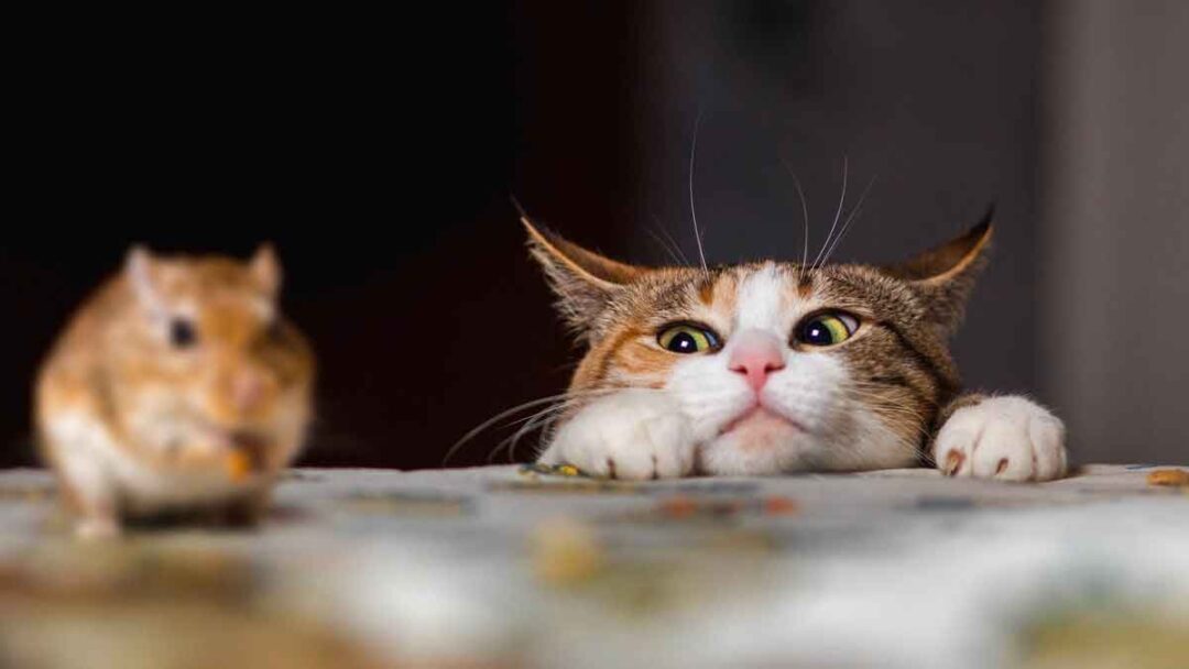 gambar adegan film dokumenter netflix berjudul inside the mind of a cat
