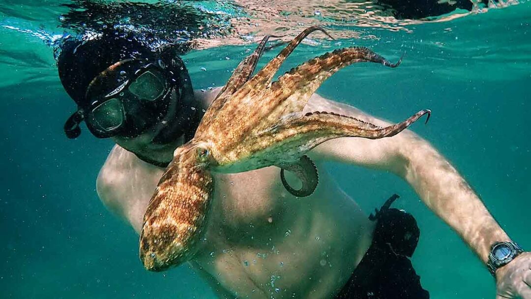 gambar dari film dokumenter netflix my octopus teacher