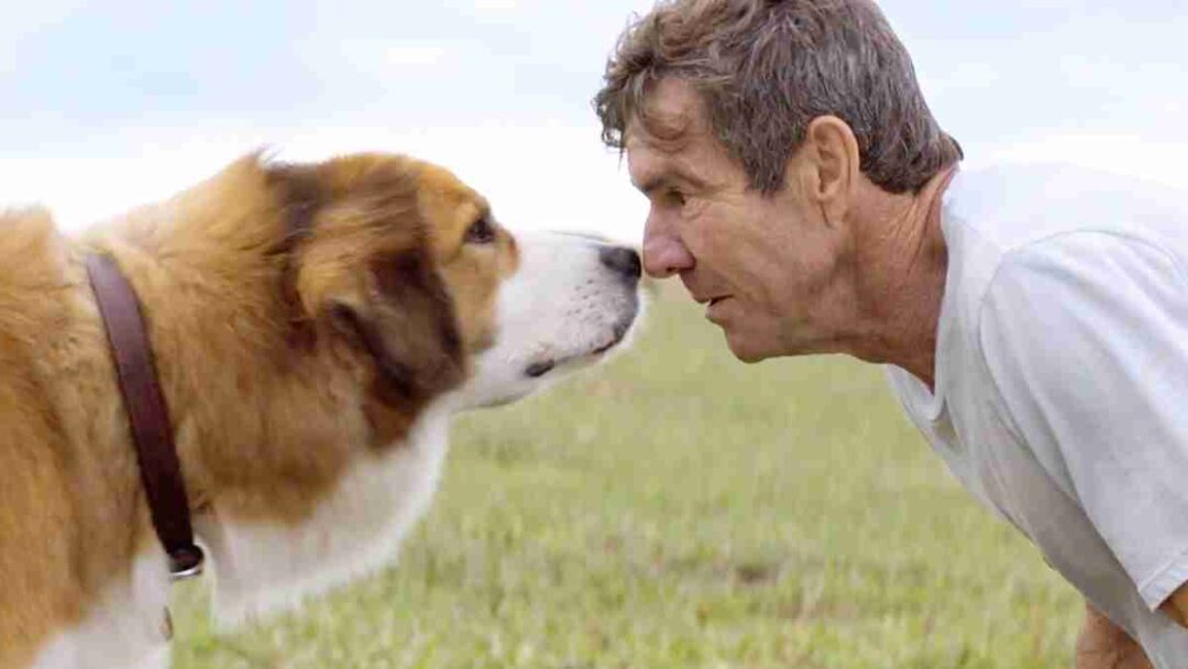 adegan film a dog's purpose