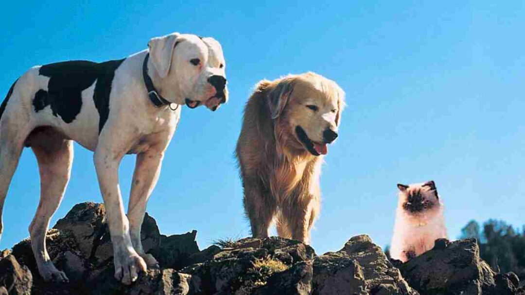 film homeward bound
