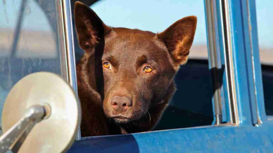adegan film red dog